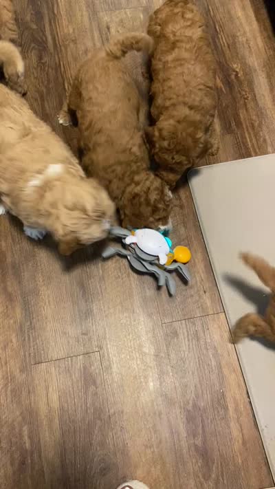 Teddy Bear Face, a female Goldendoodle for sale in Fall River, MA – 10 of 10