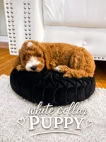 White Puppy, a female Goldendoodle for sale in Fall River, MA – 1 of 6