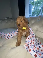 Yellow Puppy, a female Goldendoodle for sale in Fall River, MA – 5 of 6