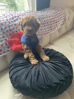 Green Puppy, a female Goldendoodle for sale in Fall River, MA – 3 of 8