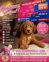 Teddy Bear Face, a female Goldendoodle for sale in Fall River, MA – 1 of 10