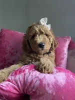 Black Puppy, a female Goldendoodle for sale in Fall River, MA – 3 of 4