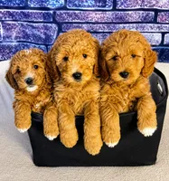 Teddy Bear Face, a female Goldendoodle for sale in Fall River, MA – 5 of 10
