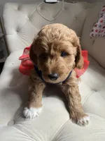 Orange Puppy, a female Goldendoodle for sale in Fall River, MA – 9 of 9