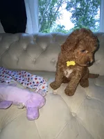 Yellow Puppy, a female Goldendoodle for sale in Fall River, MA – 3 of 6