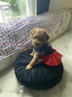 Green Puppy, a female Goldendoodle for sale in Fall River, MA – 4 of 8