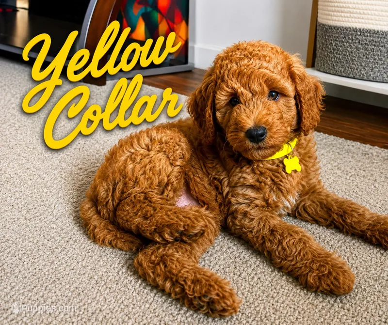 Yellow Collar – Goldendoodle puppy for sale in Fall River, MA