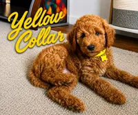 Yellow Puppy, a female Goldendoodle for sale in Fall River, MA – 1 of 6