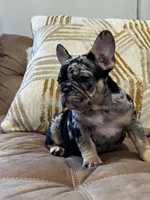 Cookie, a male French Bulldog for sale in Bethpage, NY – 2 of 2