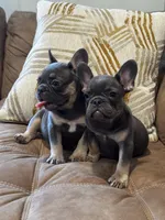 Shelly, a female French Bulldog for sale in Bethpage, NY – 2 of 3