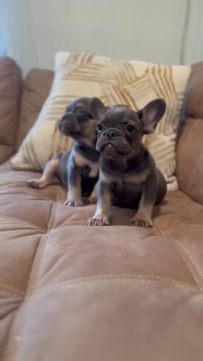 Shelly, a female French Bulldog for sale in Bethpage, NY – 3 of 3