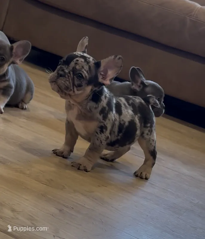 Cookie – French Bulldog puppy for sale in Bethpage, NY