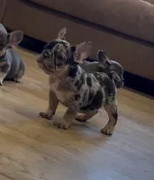 Cookie, a male French Bulldog for sale in Bethpage, NY – 1 of 2
