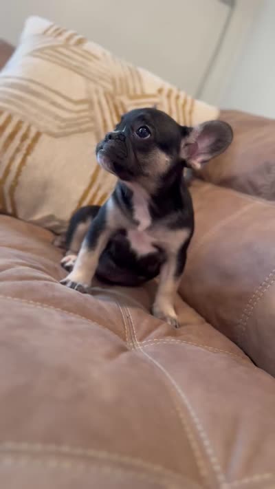 Bello , a male French Bulldog for sale in Bethpage, NY – 3 of 3