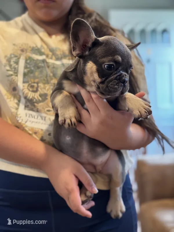 Shelly – French Bulldog puppy for sale in Bethpage, NY