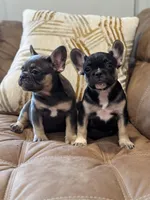 Bello , a male French Bulldog for sale in Bethpage, NY – 2 of 3