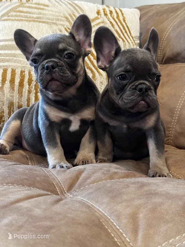 Shelly – French Bulldog puppy for sale in Bethpage, NY