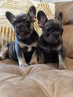 Shelly, a female French Bulldog for sale in Bethpage, NY – 1 of 3