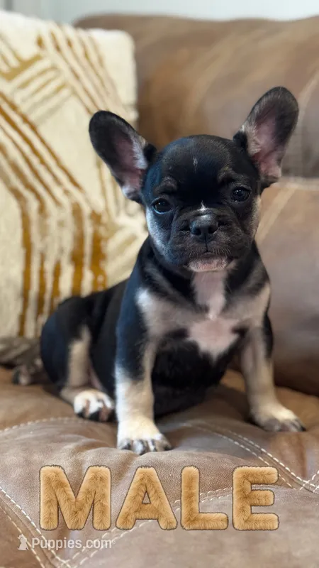 Bello  – French Bulldog puppy for sale in Bethpage, NY