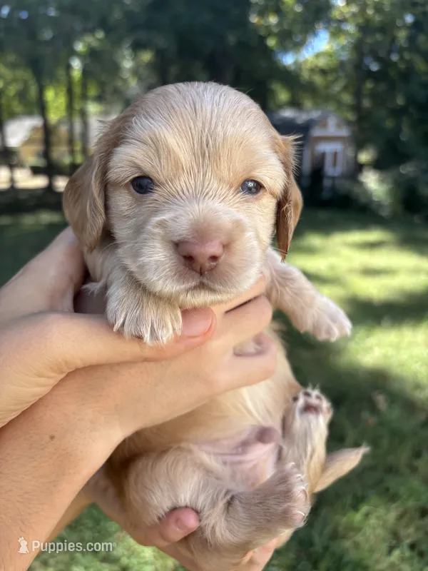Goldie AKC registered  – Miniature Dachshund puppy for sale in Charlotte, NC