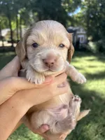 Goldie AKC registered , a male Miniature Dachshund for sale in Charlotte, NC – 1 of 5