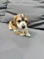 Love full AKC , a female Miniature Dachshund for sale in Charlotte, NC – 4 of 7