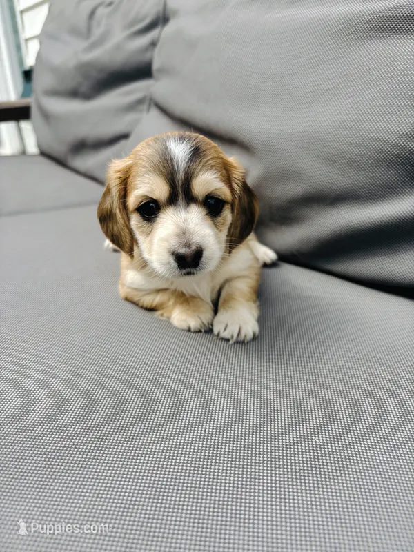 Love AKC registered  – Miniature Dachshund puppy for sale in Charlotte, NC
