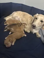 Goldie , a male Miniature Dachshund for sale in Charlotte, NC – 4 of 4