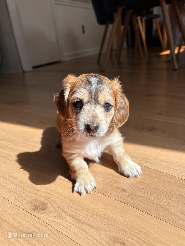 Love AKC registered  – Miniature Dachshund puppy for sale in Charlotte, NC
