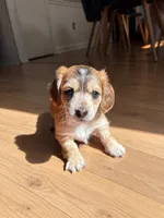 Love full AKC , a female Miniature Dachshund for sale in Charlotte, NC – 1 of 7