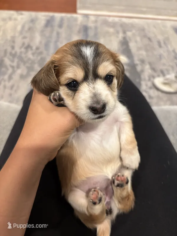 Love AKC registered  – Miniature Dachshund puppy for sale in Charlotte, NC