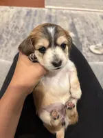 Love full AKC , a female Miniature Dachshund for sale in Charlotte, NC – 5 of 7