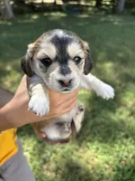 Daisy AKC registered , a female Miniature Dachshund for sale in Charlotte, NC – 1 of 6