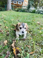Love miniature dachshund Full AKC , a female Miniature Dachshund for sale in Charlotte, NC – 2 of 7
