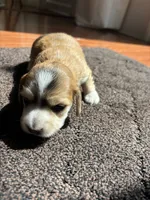 Love, a female Miniature Dachshund for sale in Charlotte, NC – 3 of 5