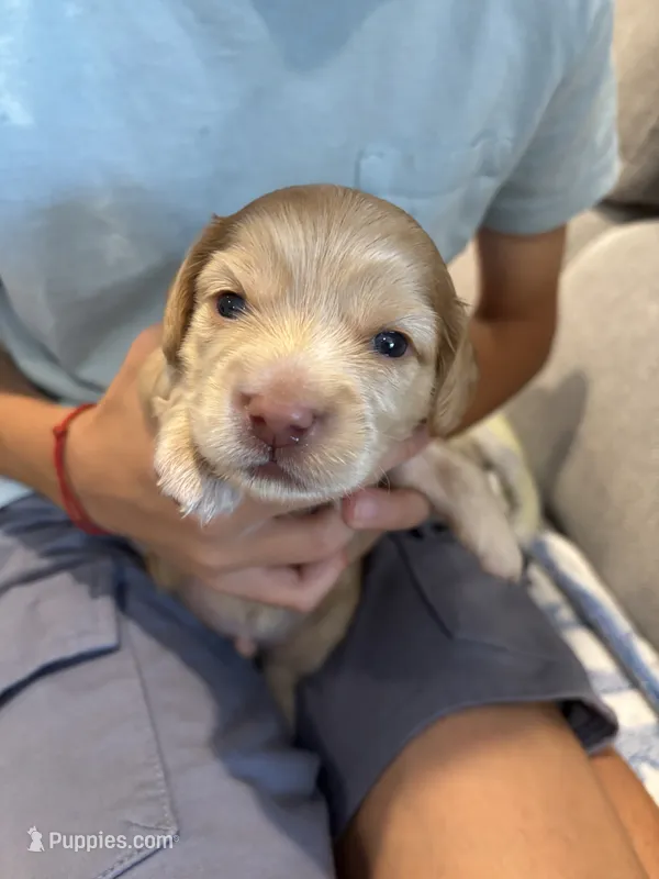 Goldie  – Miniature Dachshund puppy for sale in Charlotte, NC