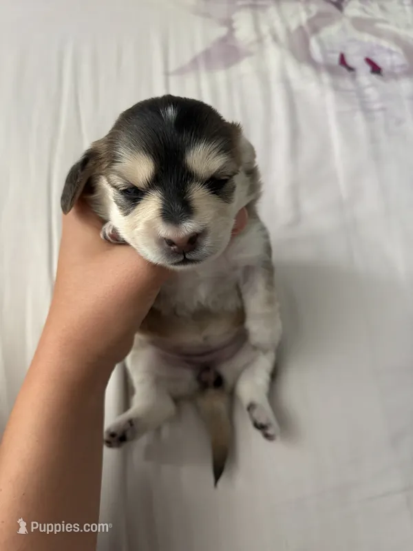 Daisy  – Miniature Dachshund puppy for sale in Charlotte, NC