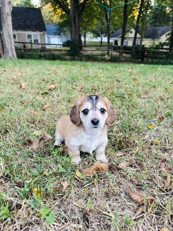 Love miniature dachshund Full AKC  – Miniature Dachshund puppy for sale in Charlotte, NC