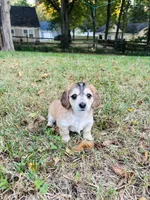 Love miniature dachshund Full AKC , a female Miniature Dachshund for sale in Charlotte, NC – 1 of 7