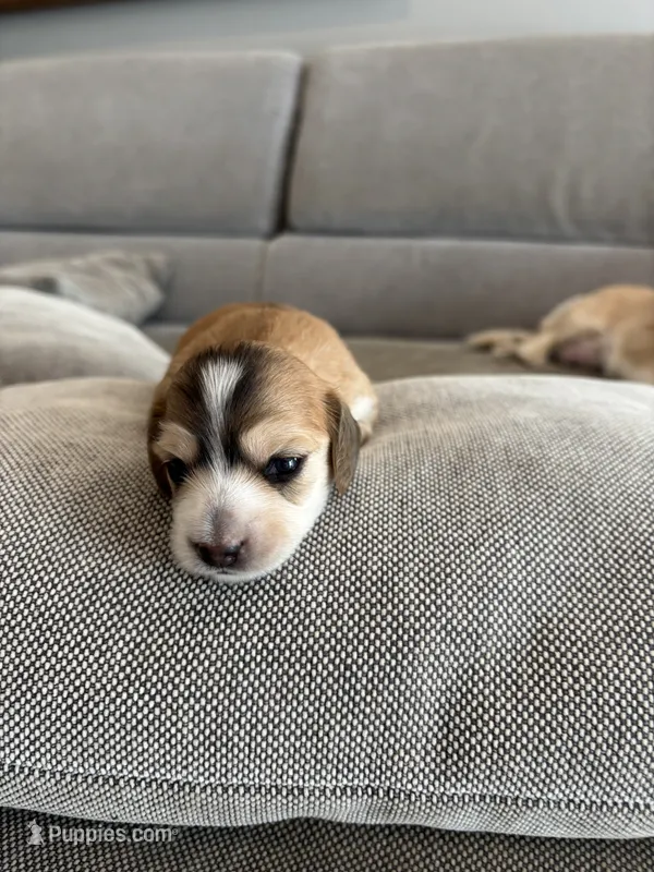 Love – Miniature Dachshund puppy for sale in Charlotte, NC