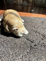Hazel, a female Miniature Dachshund for sale in Charlotte, NC – 6 of 6