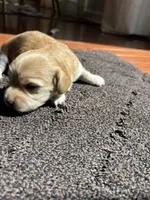 Hazel, a female Miniature Dachshund for sale in Charlotte, NC – 5 of 6