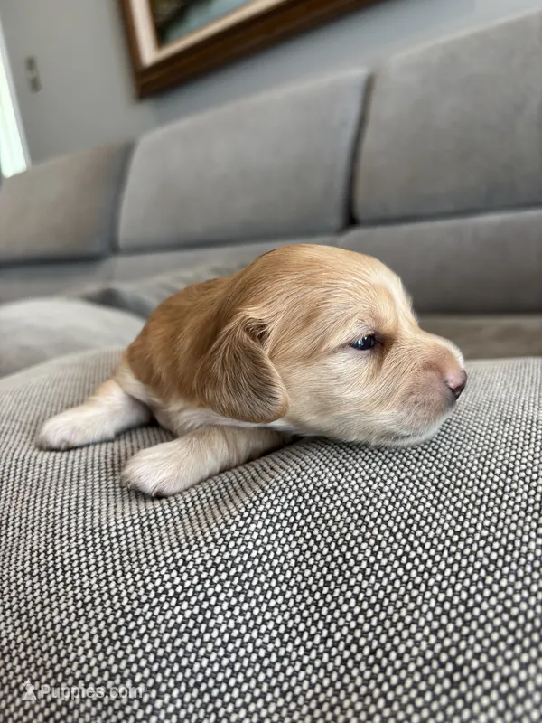 Hazel – Miniature Dachshund puppy for sale in Charlotte, NC