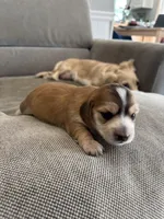 Love, a female Miniature Dachshund for sale in Charlotte, NC – 4 of 5