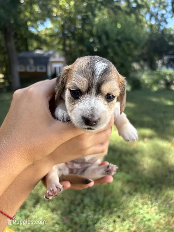 Love AKC registered  – Miniature Dachshund puppy for sale in Charlotte, NC
