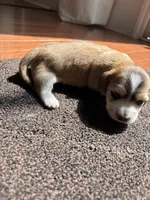 Love, a female Miniature Dachshund for sale in Charlotte, NC – 5 of 5