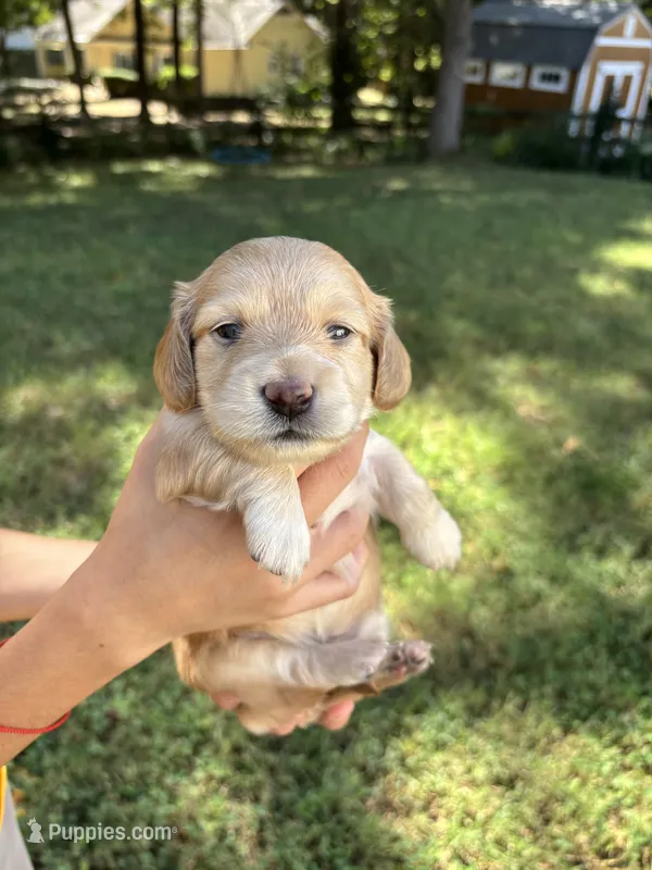 Hazel AKC registered  – Miniature Dachshund puppy for sale in Charlotte, NC