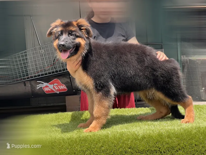 Farina – German Shepherd Dog puppy for sale in Los Angeles, CA
