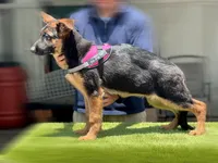 Feya, a female German Shepherd Dog for sale in Los Angeles, CA – 5 of 9