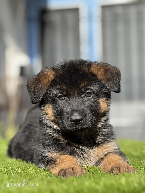 Fido – German Shepherd Dog puppy for sale in Los Angeles, CA
